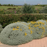 Santolina chamaecyparissus