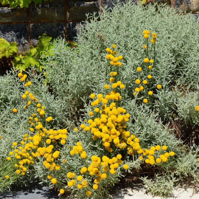 Santolina chamaecyparissus