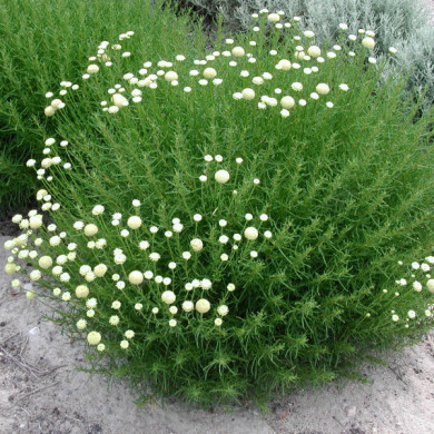 Santolina rosmarinifolia