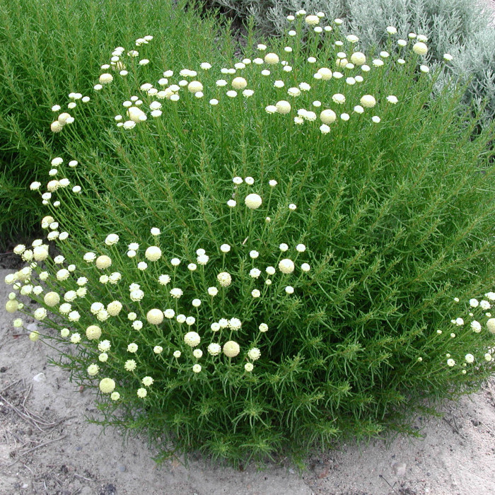 Santolina rosmarinifolia