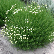 Santolina rosmarinifolia