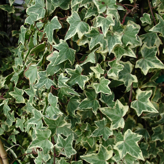 Hedera helix 'Goldchild'