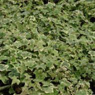Hedera helix 'Goldchild'