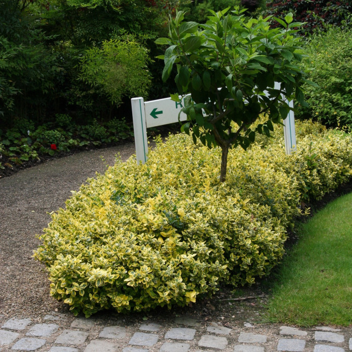 Euonymus fortunei 'Emerald'n Gold'