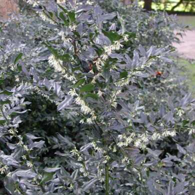 Sarcococca ruscifolia