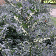 Sarcococca ruscifolia