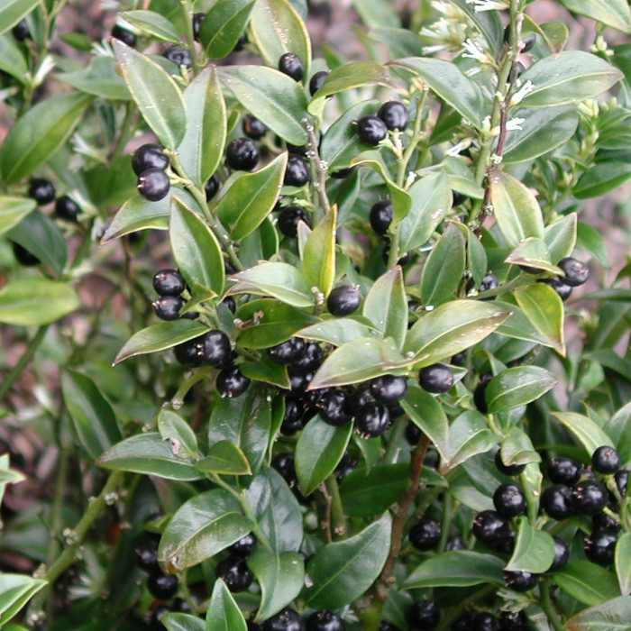 Sarcococca ruscifolia