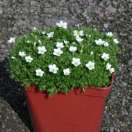 Saxifraga arendsii Blanc