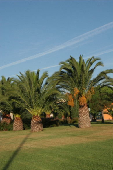 Phoenix canariensis