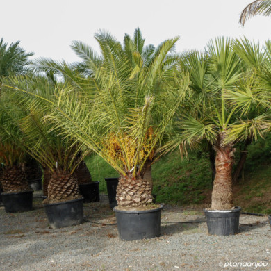 Phoenix canariensis