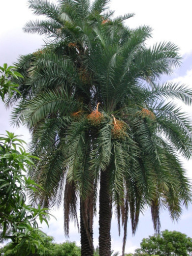 Phoenix canariensis