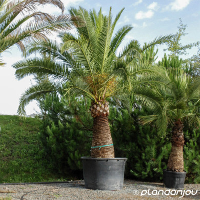 Phoenix canariensis