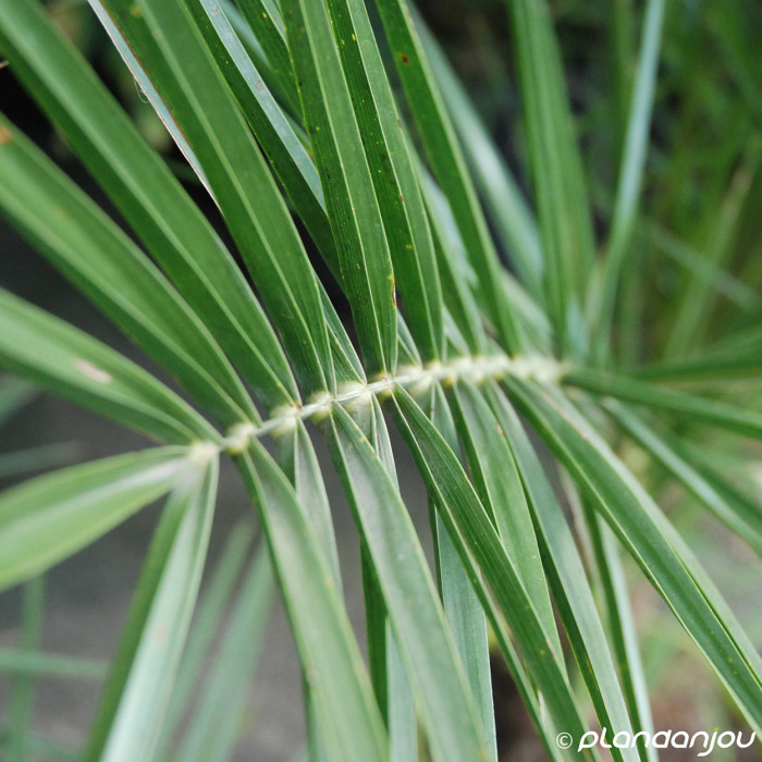 Phoenix canariensis