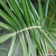 Phoenix canariensis
