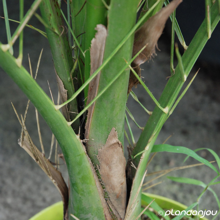Phoenix canariensis