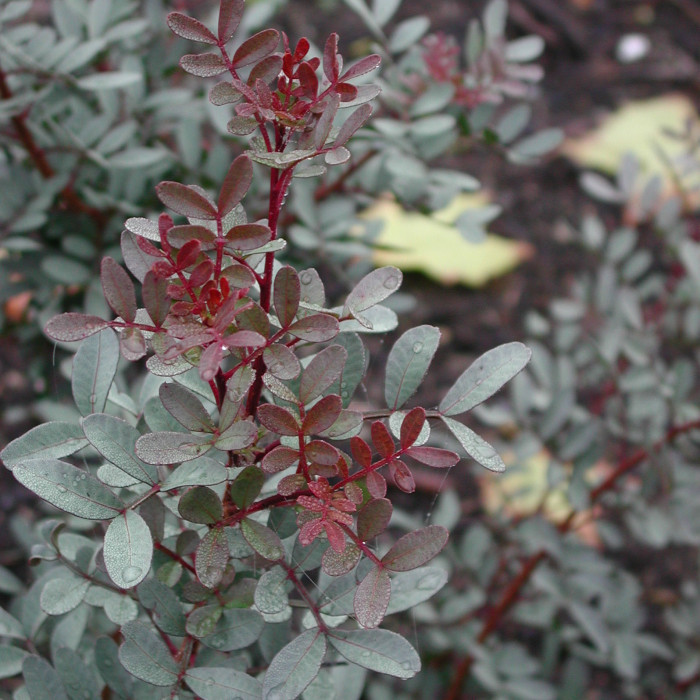 Pistacia lentiscus