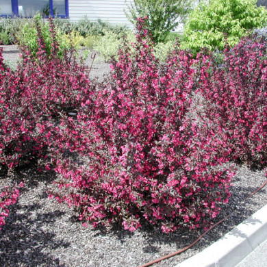 Weigela florida 'Alexandra'