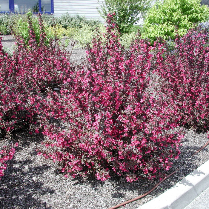 Weigela florida 'Alexandra'