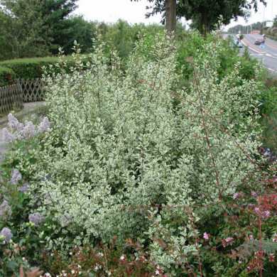 Rhamnus alaternus 'Argenteovariegata'