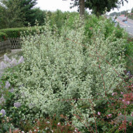 Rhamnus alaternus 'Argenteovariegata'