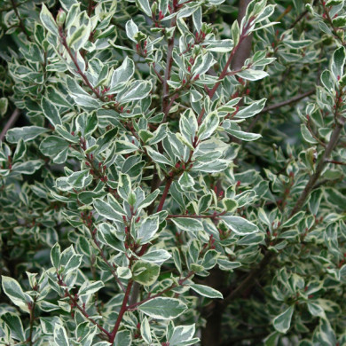 Rhamnus alaternus 'Argenteovariegata'