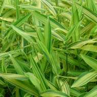 Pleiobastus auricomus