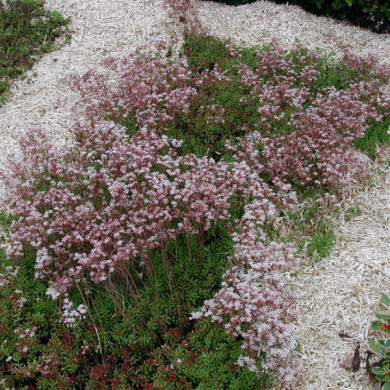 Sedum acre
