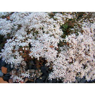 Sedum album