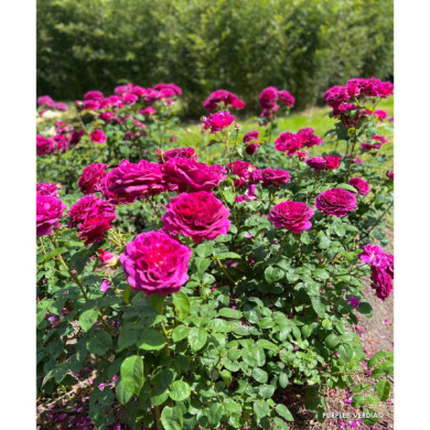 Rosier paysager Purple voluptia®