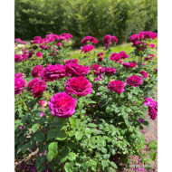 Rosier paysager Purple voluptia®