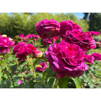 Rosier paysager Purple voluptia®