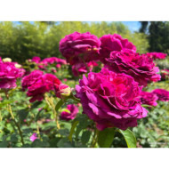 Rosier paysager Purple voluptia®