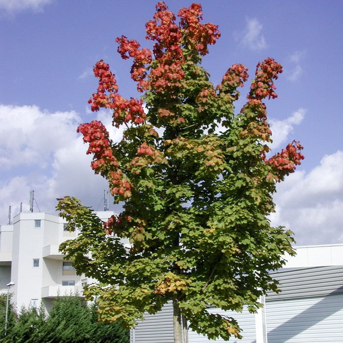 Acer Pacific Sunset 'Warrenred'