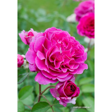 Rosier paysager Purple voluptia®