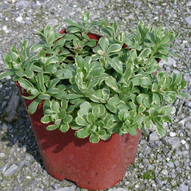 Sedum kamtschaticum 'Variegatum'
