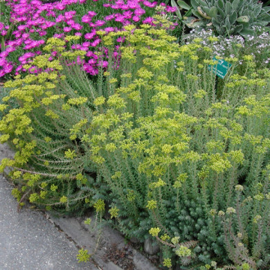 Sedum reflexum