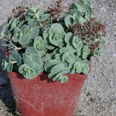 Sedum sieboldii