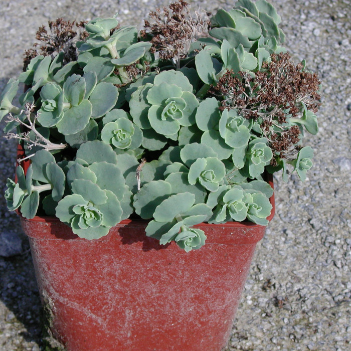 Sedum sieboldii