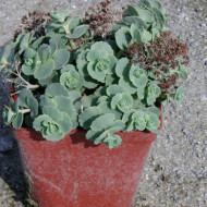 Sedum sieboldii