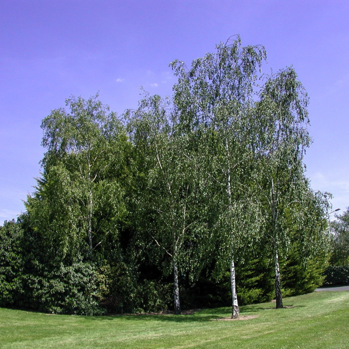 Betula pendula