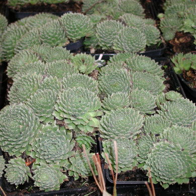 Sempervivum arachnoideum