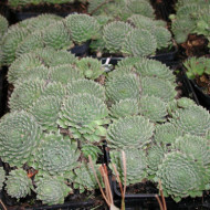 Sempervivum arachnoideum