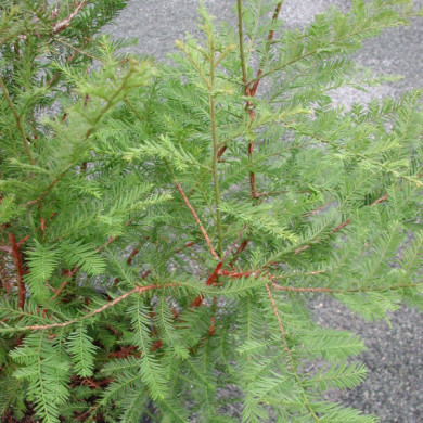 Sequoia sempervirens