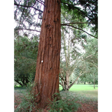 Sequoia sempervirens