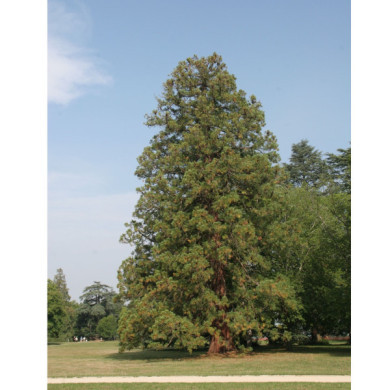 Sequoiadendron giganteum