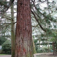 Sequoiadendron giganteum