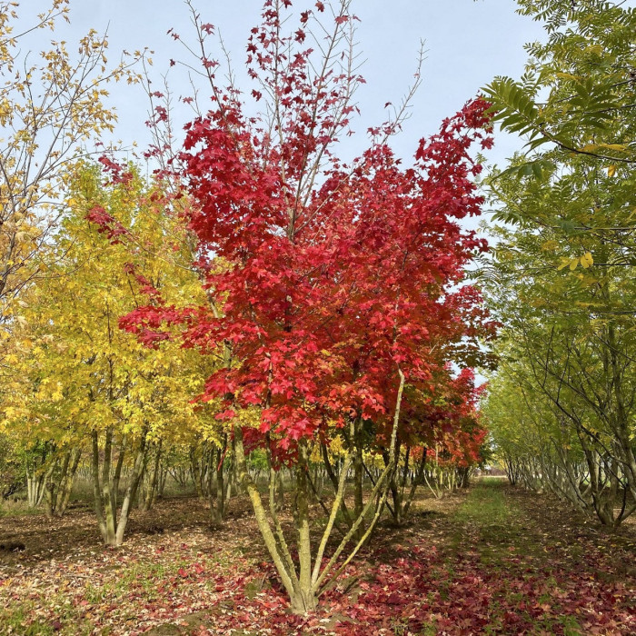 Acer Pacific Sunset 'Warrenred'