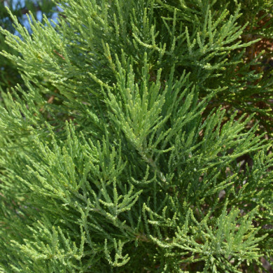 Sequoiadendron giganteum