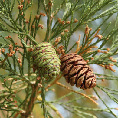 Sequoiadendron giganteum