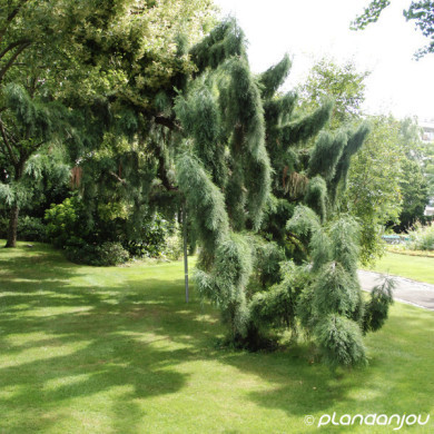 Sequoiadendron giganteum 'Pendulum'